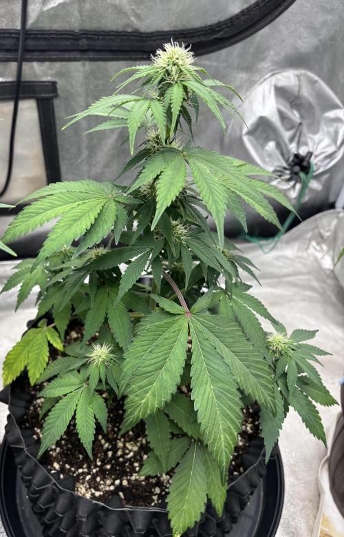 Frostbanger autos. Week 5
