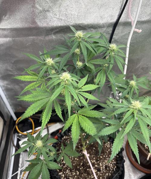 Frostbanger autos. Week 5