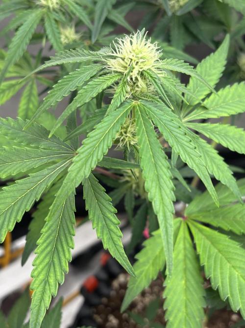 Frostbanger autos. Week 5