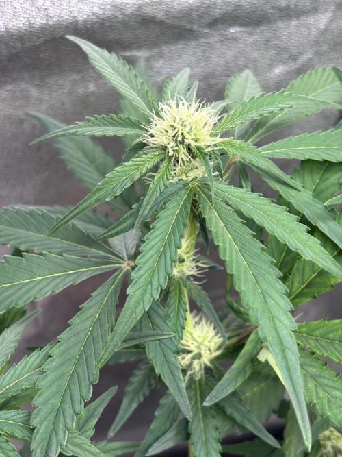 Frostbanger autos. Week 5