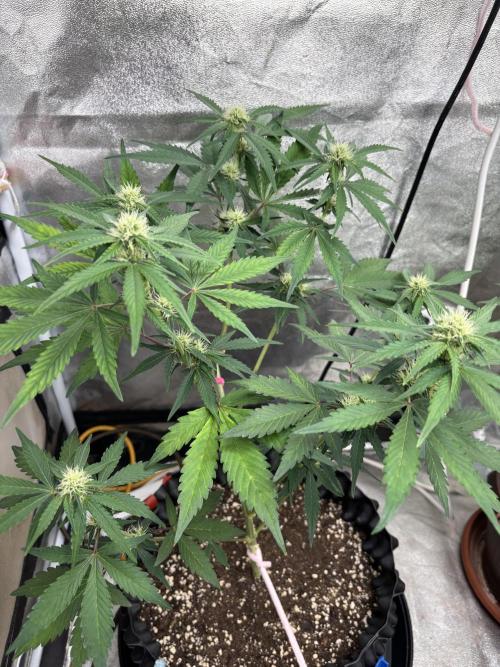 Frostbanger autos. Week 5