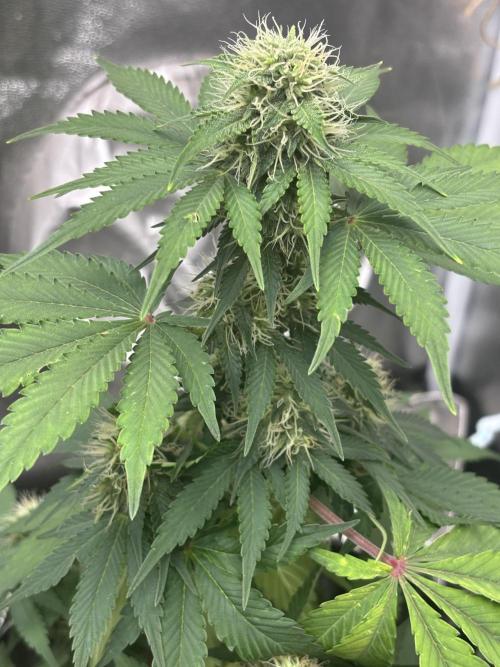 Frostbanger autos. Week 6