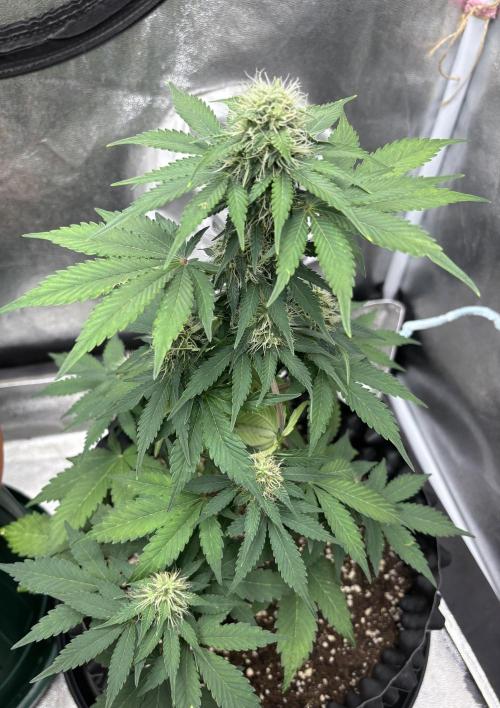 Frostbanger autos. Week 6