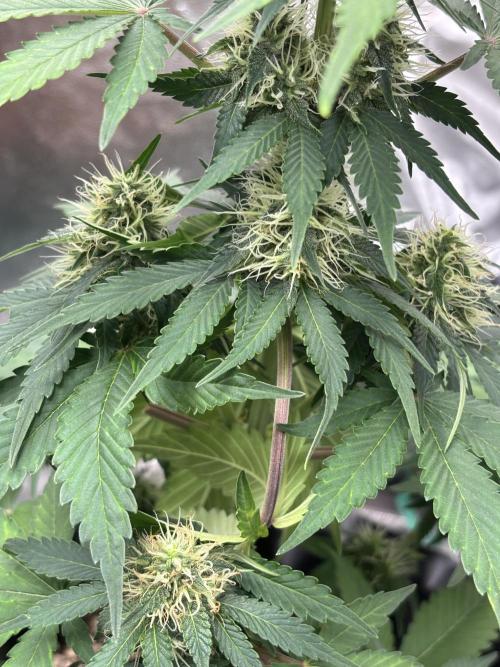 Frostbanger autos. Week 6