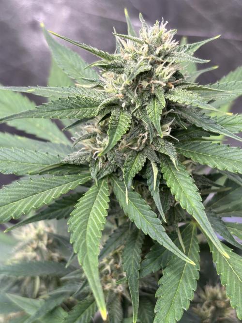 Frostbanger autos. Week 6