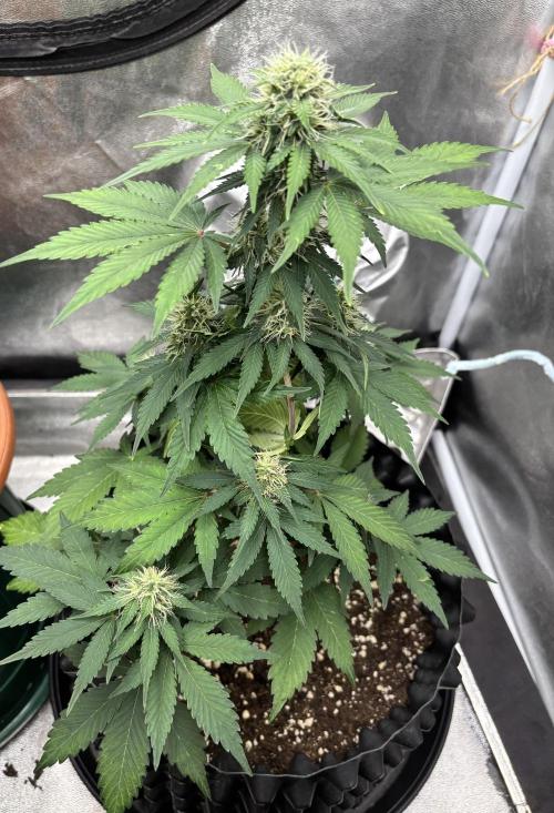 Frostbanger autos. Week 6