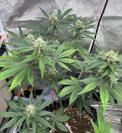 Frostbanger autos. Week 6