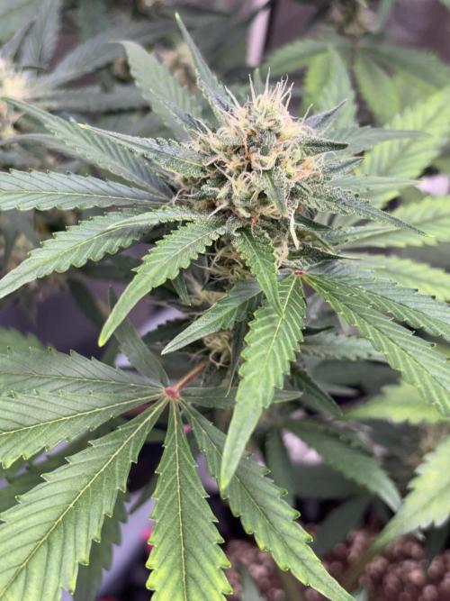 Frostbanger autos. Week 6