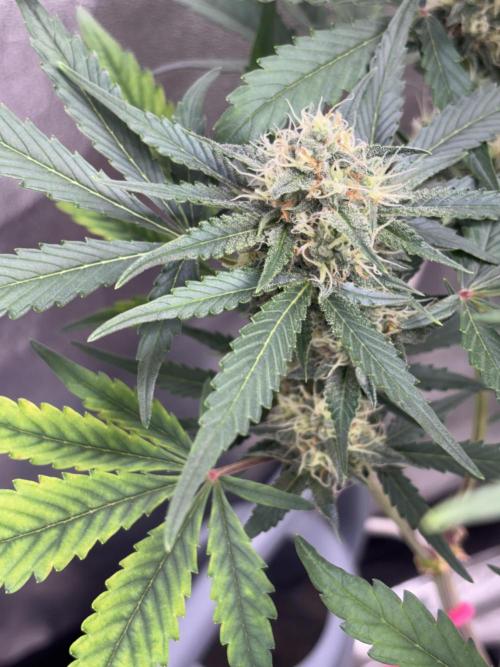 Frostbanger autos. Week 6