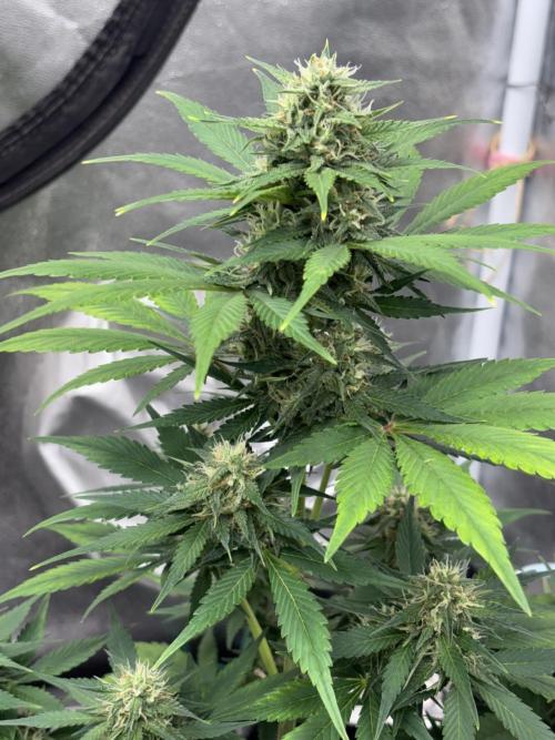 Frostbanger autos. Week 6