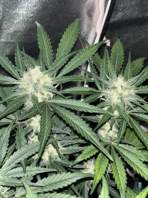 Frostbanger autos. Week 6