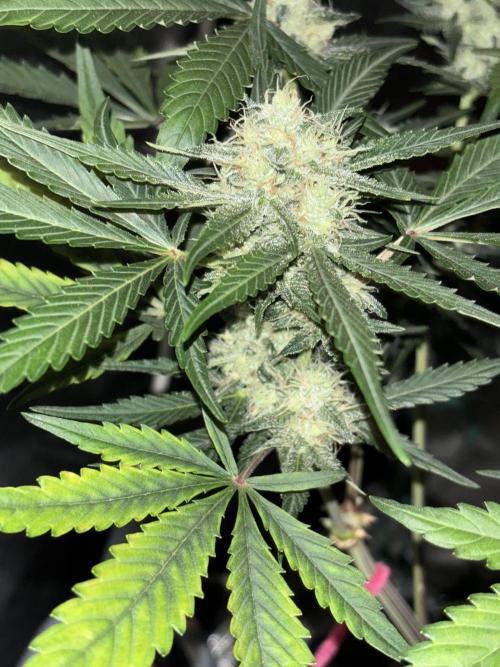 Frostbanger autos. Week 6