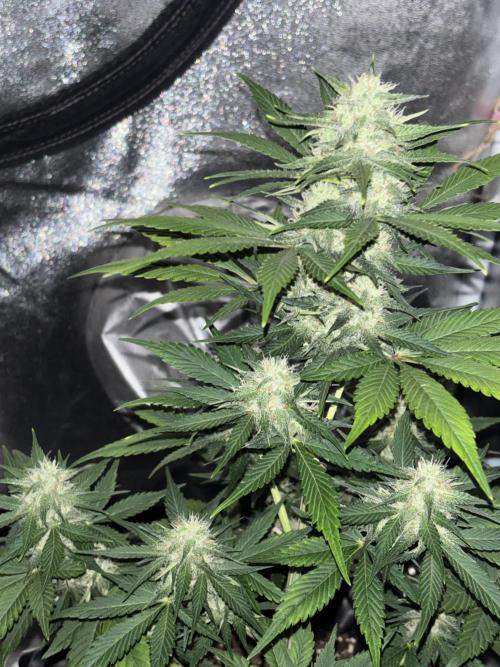 Frostbanger autos. Week 6