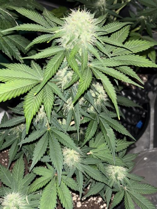 Frostbanger autos. Week 6