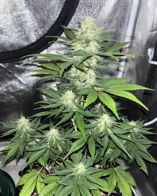 Frostbanger Auto. Week 6