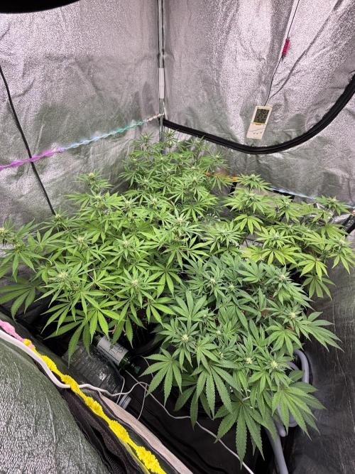 Glowstarz. Week 9
