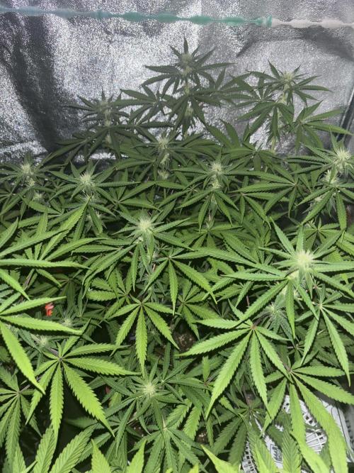Glowstarz. Week 9