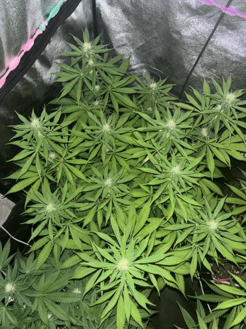 Glowstarz. Week 9