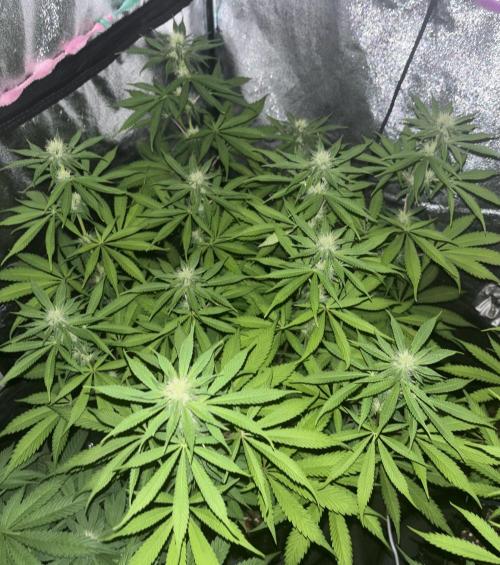 Glowstarz. Week 9