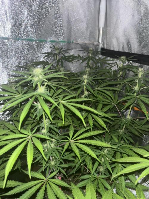 Glowstarz. Week 9