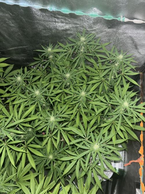 Glowstarz. Week 9
