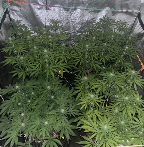 Glowstarz. Week 10