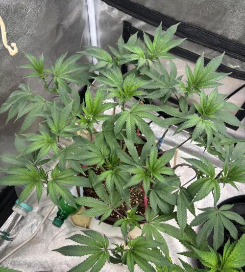 Biscotti Gelato. Week 9