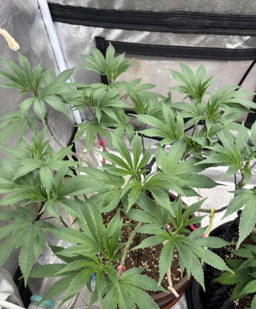 Biscotti Gelato. Week 9
