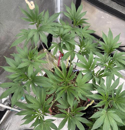 Biscotti Gelato. Week 9