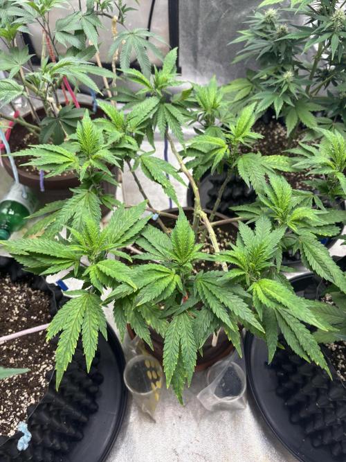 Biscotti Gelato. Week 9