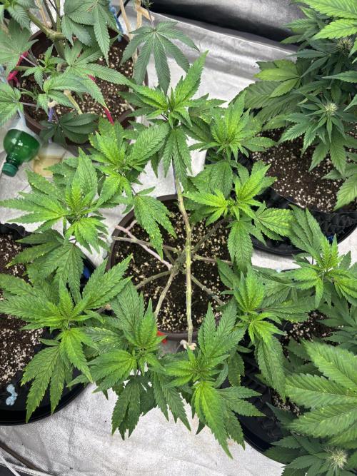Biscotti Gelato. Week 9
