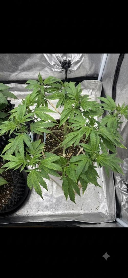 Biscotti Gelato. Week 9