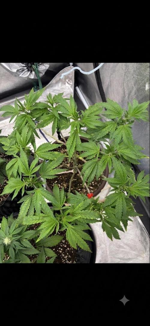 Biscotti Gelato. Week 9