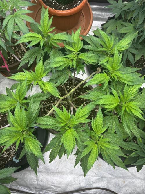 Biscotti Gelato. Week 9