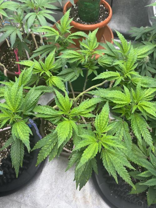 Biscotti Gelato. Week 9