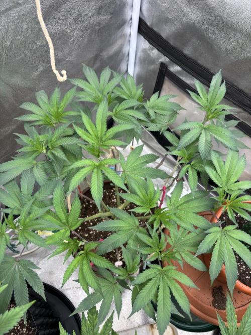 Biscotti Gelato. Week 9