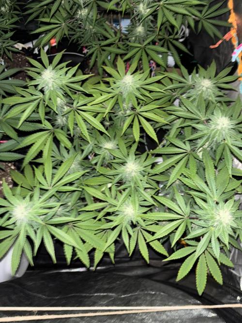 Biscotti Gelato. Week 9 - The one with Glowstarz,doing amazing