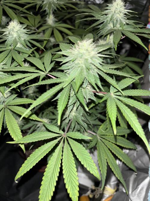 Biscotti Gelato. Week 10