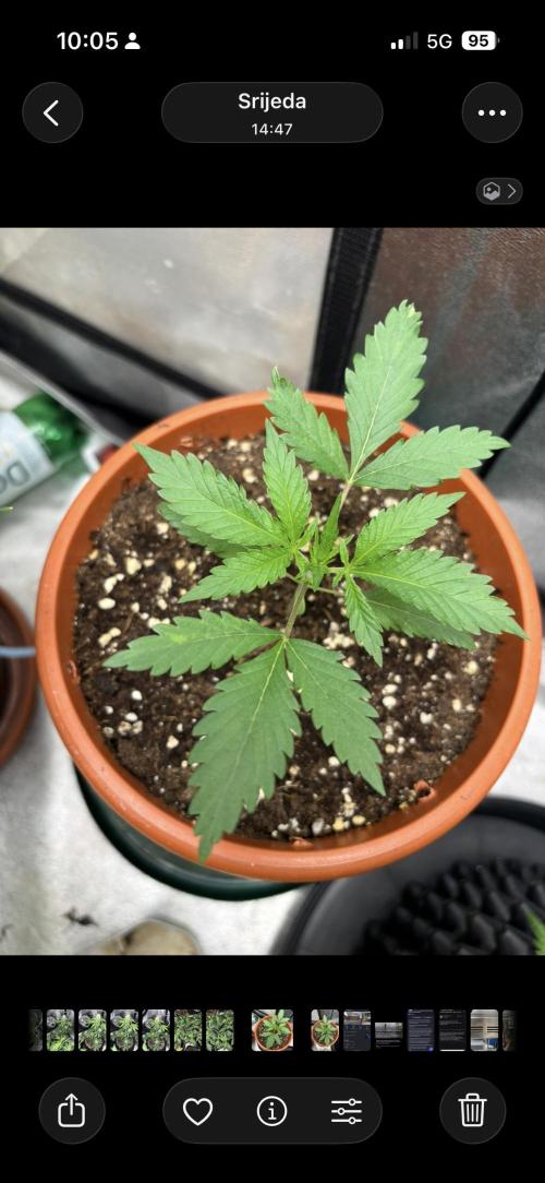 Critical Neville Haze 2.0. Week 2