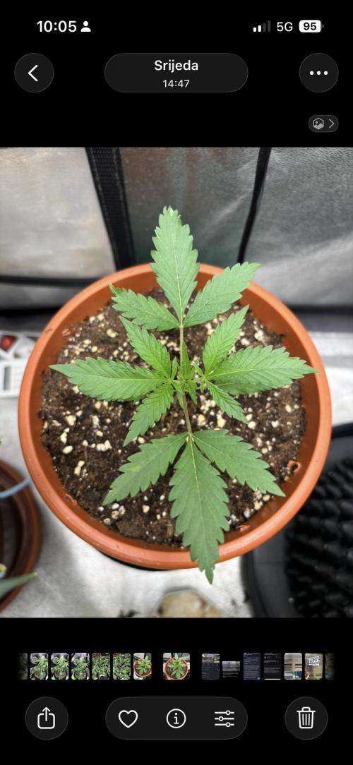 Critical Neville Haze 2.0. Week 2