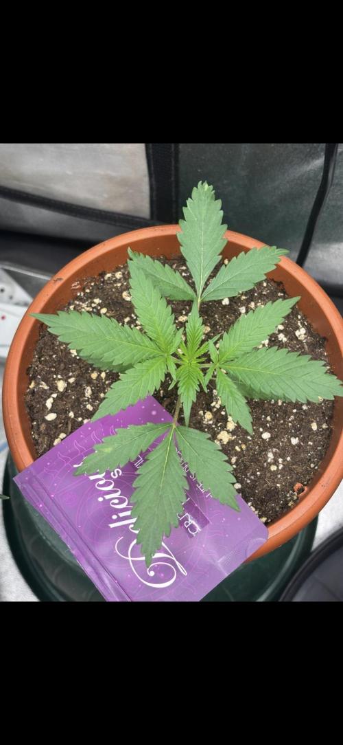 Critical Neville Haze 2.0. Week 2