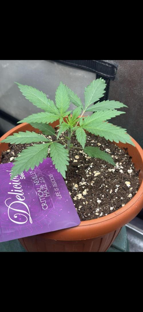 Critical Neville Haze 2.0. Week 2