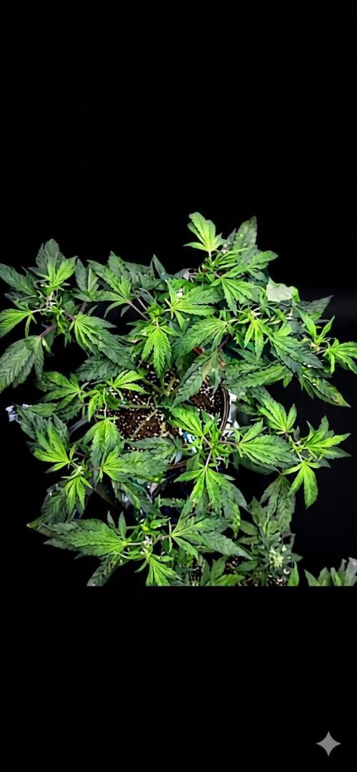 Biscotti Gelato. Week 11