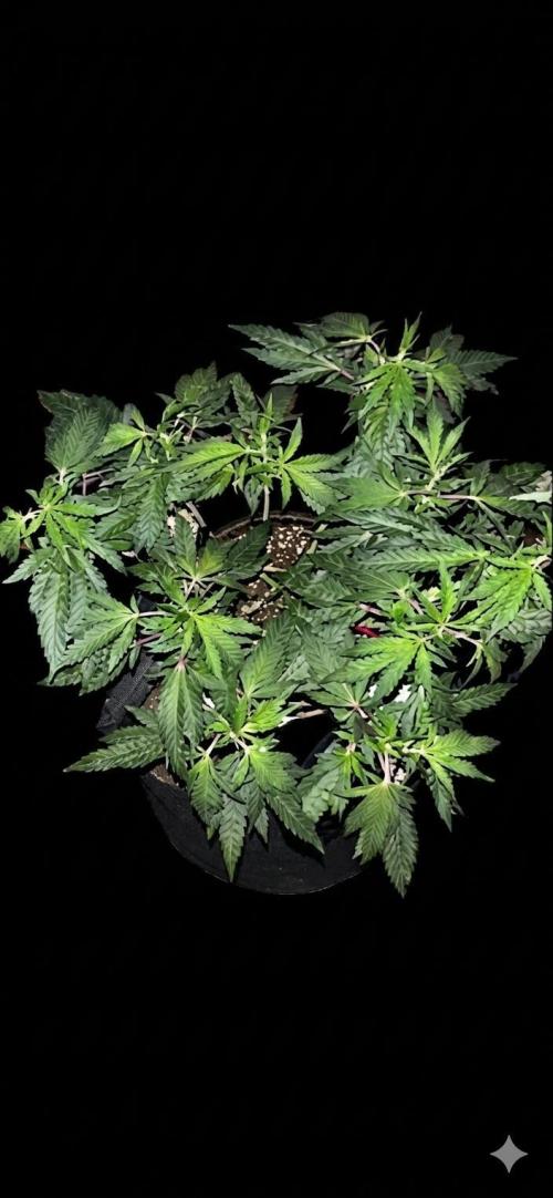 Biscotti Gelato. Week 11