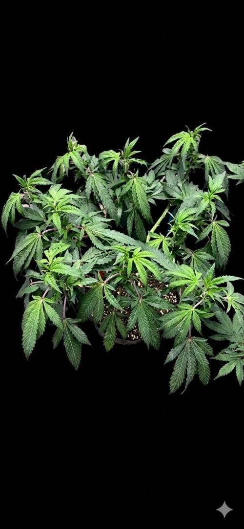 Biscotti Gelato. Week 11