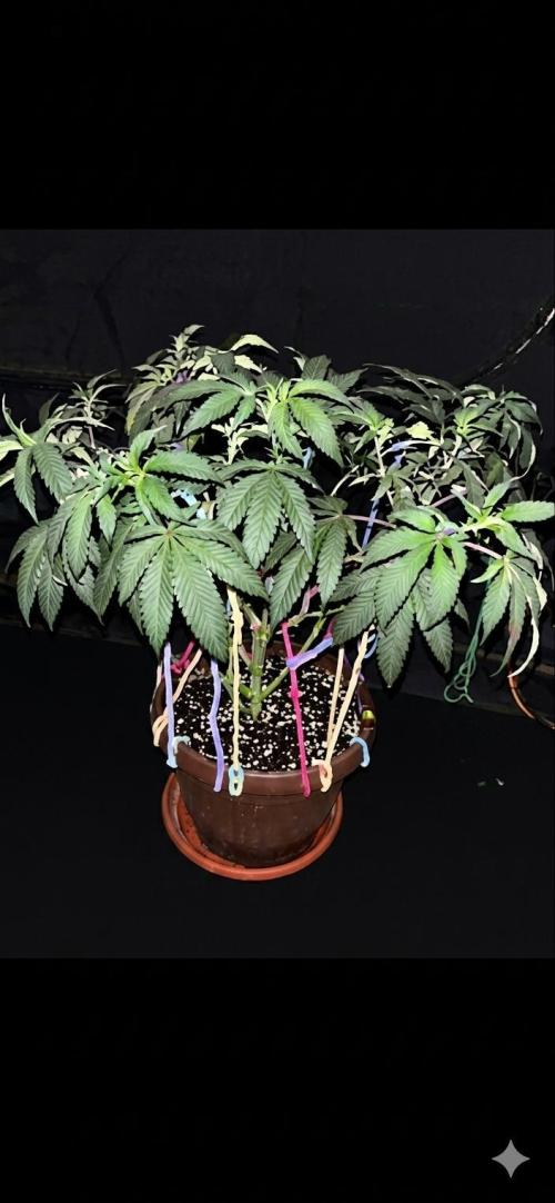 Biscotti Gelato. Week 11