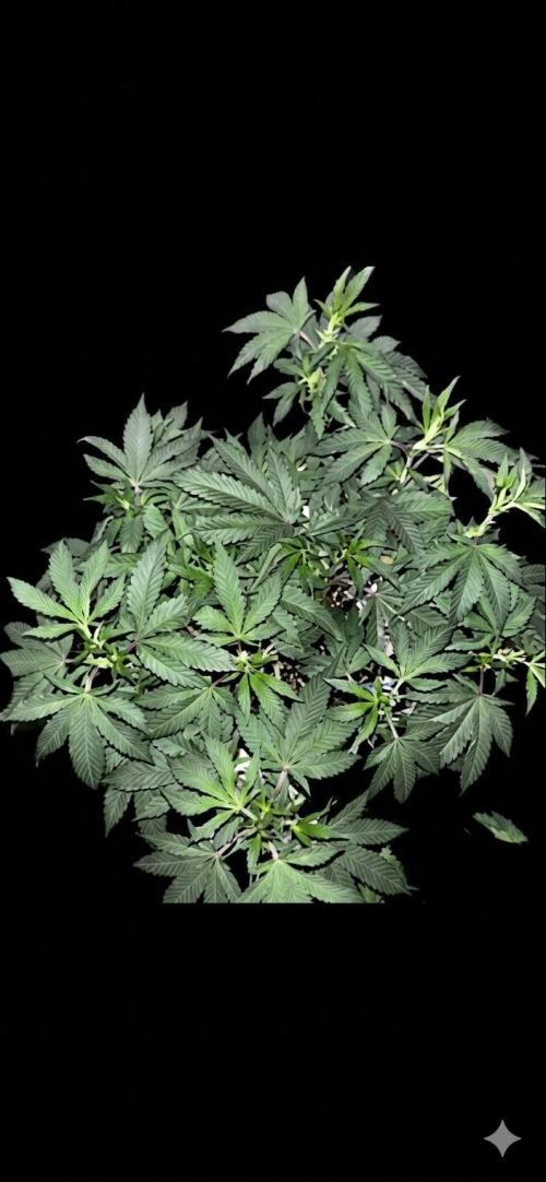 Biscotti Gelato. Week 11