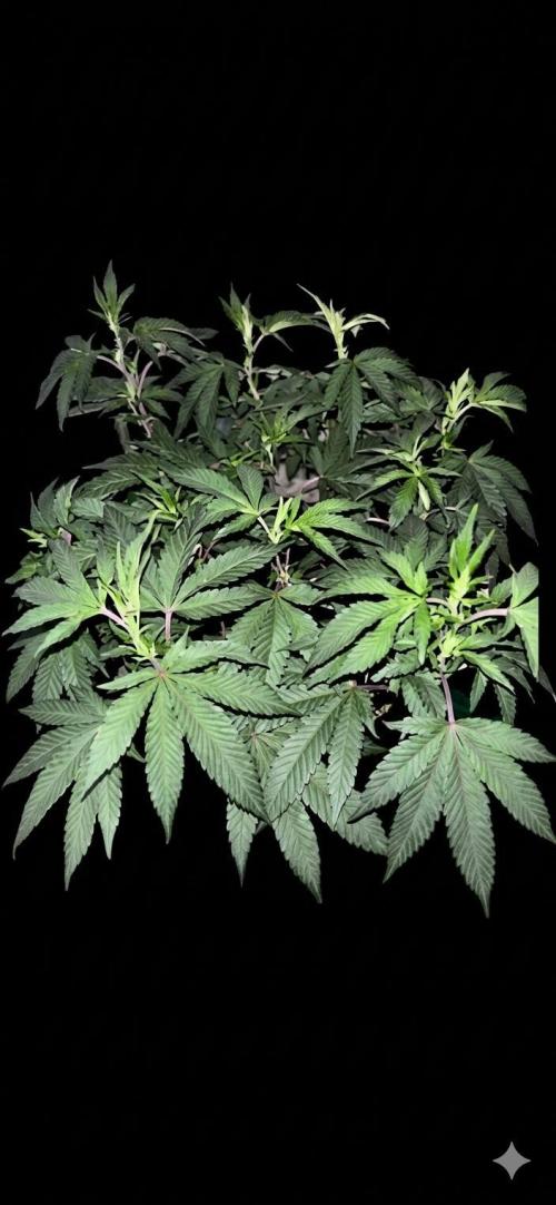 Biscotti Gelato. Week 11 - Healthy and very strong