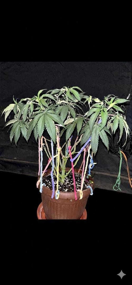Biscotti Gelato. Week 11