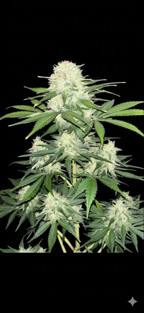 Frostbanger autos. Week 7